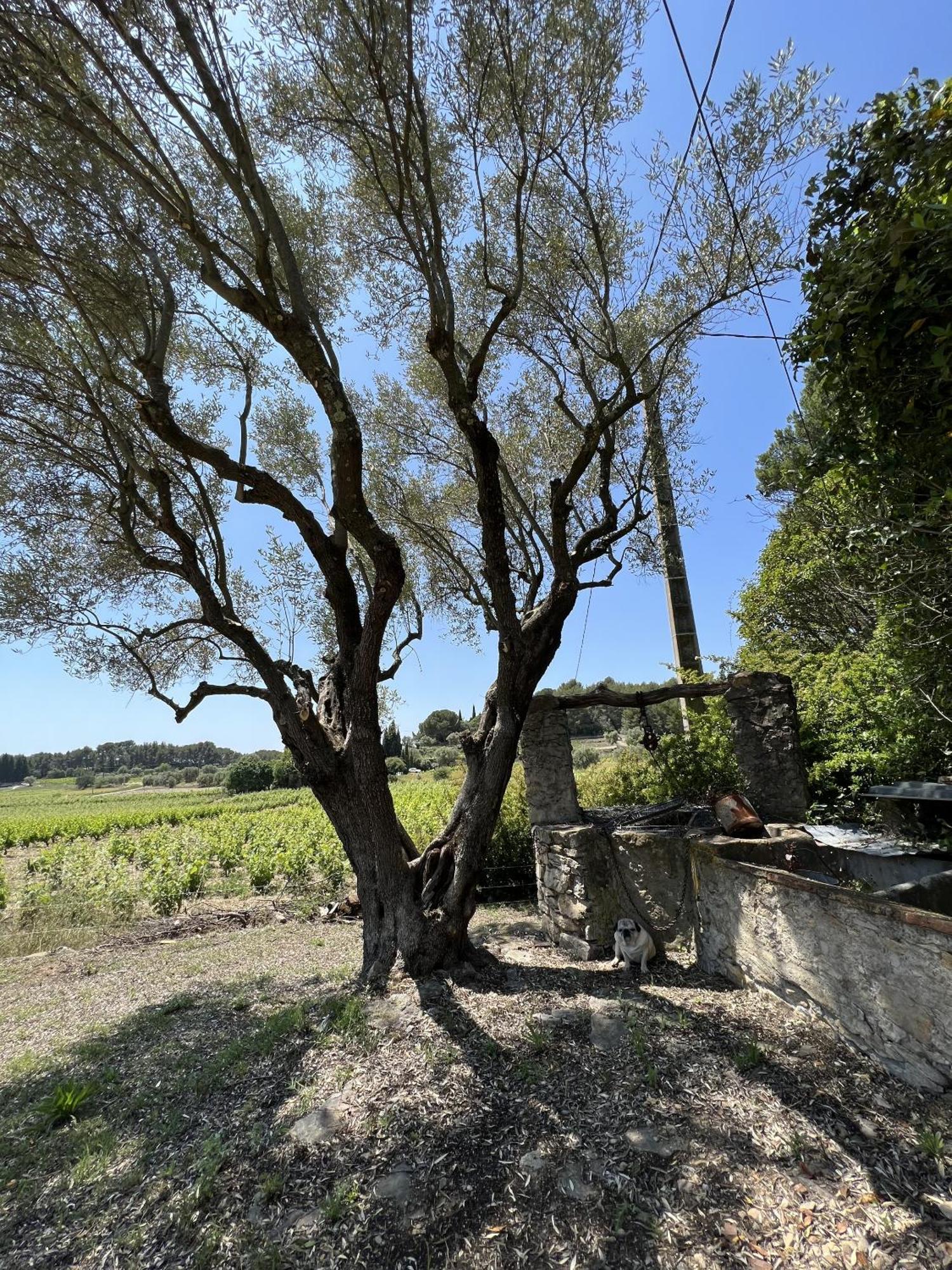 Le Mas Golie Le Castellet  Eksteriør bilde